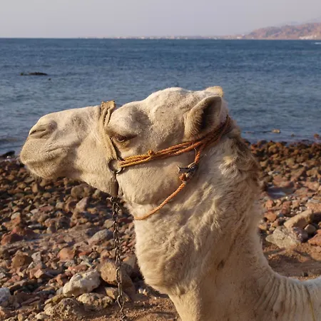فندق لارين دهب-2