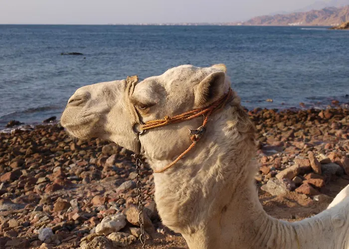 لارين